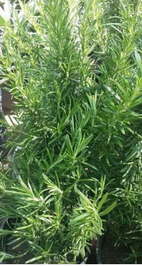 روز ماري مستورد