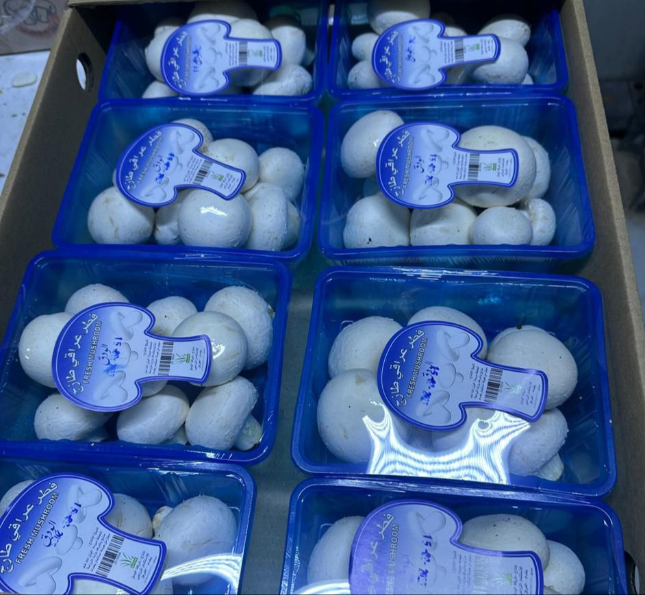 علبة فطر ابيض - 300 غرام - 8 علب