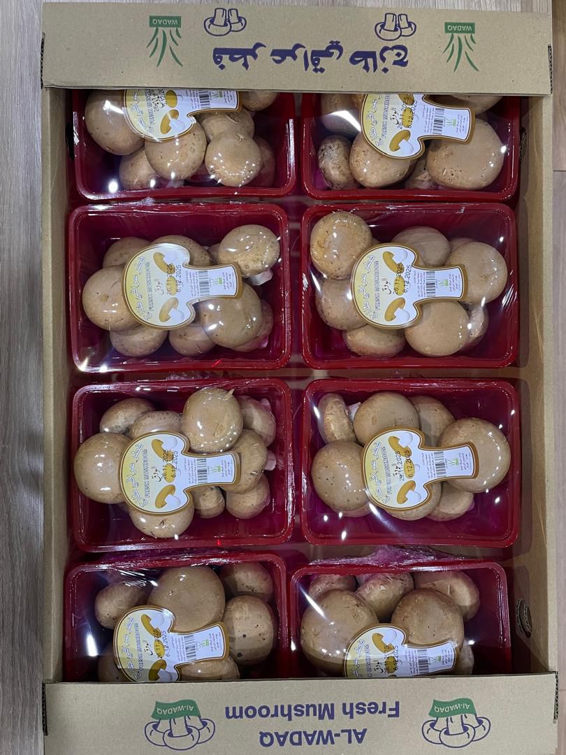 علبة فطر بني - 300 غرام - 8 علب