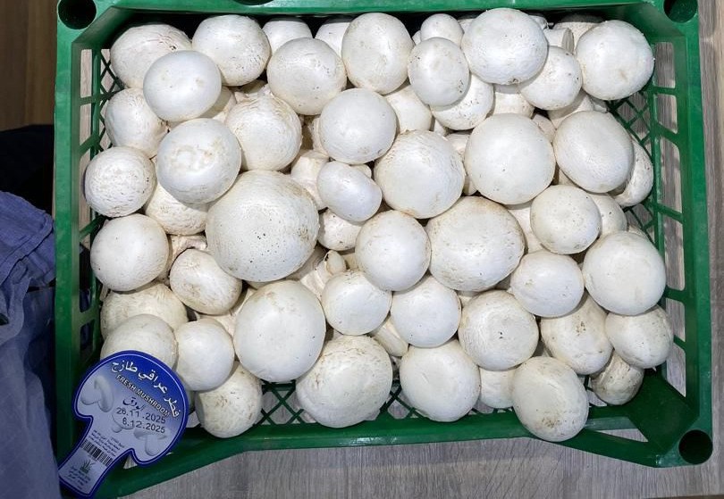 فطر ابيض عراقي - كيلو